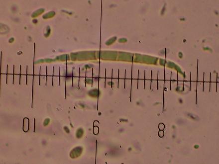 Su ceppo do Frassino da det.